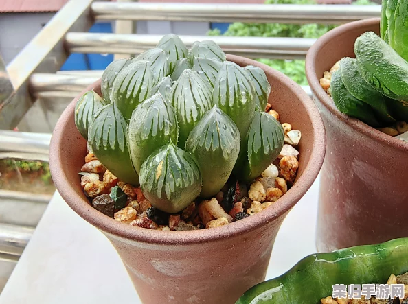全新升级的玉露春潮等你来下载，一起感受生命的律动