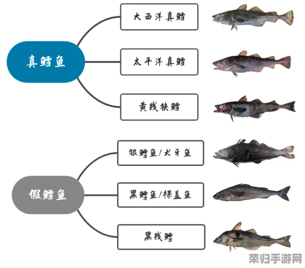 高效获取反鳕鱼蓝图秘诀：一步一步教你如何轻松到手！
