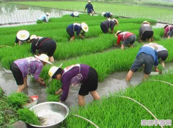 夫妻插秧38种方法图片大全:多样化的技巧与创意,助你轻松掌握插秧艺术! 夫妻插秧38种方法图片大全:多样化的技巧与创意,助你轻松掌握插秧艺术!