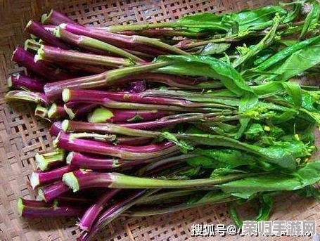 51吃瓜老虎菜98年幼师的出生日期，揭示了她背后的成长故事与教育理念