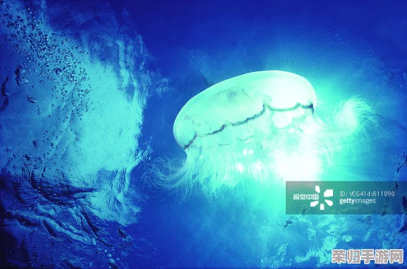 haya和manta：海底世界、神秘生物、探险历程
