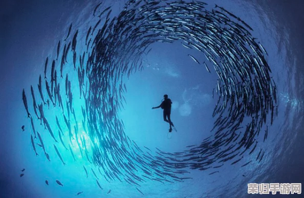 haya和manta：海底世界、神秘生物、探险历程