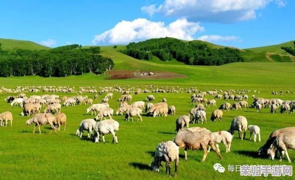 “Zoom美国另牧场：网友热评‘如同置身于真实的农场，体验无与伦比的虚拟互动乐趣’”