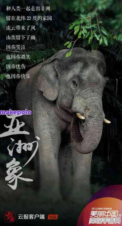 大伊香煮大象的传承文化：一口锅里的千年美味与智慧传说