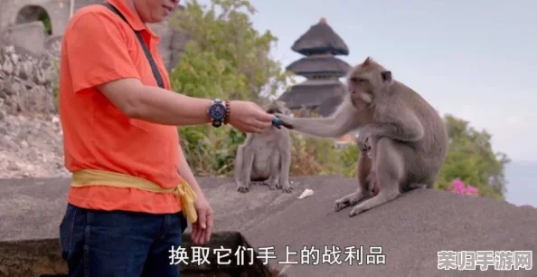 二人生猴子全程无被子，竟让人感受到满满的温情与生活的真实，令人深思的细节之美