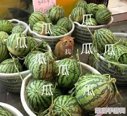 91吃瓜中午最新最火的瓜，用户热评揭晓：与众不同的精彩瞬间让人欲罢不能！
