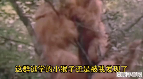 两个生猴子不盖被子,夜晚睡觉会感冒吗? 两个生猴子不盖被子,夜晚睡觉会感冒吗?