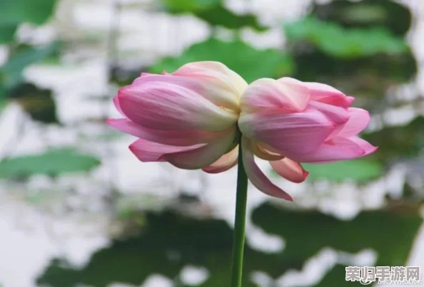 “两瓣红莲今夜开,寓意深远,象征着爱情与希望的绽放” “两瓣红莲今夜开,寓意深远,象征着爱情与希望的绽放”