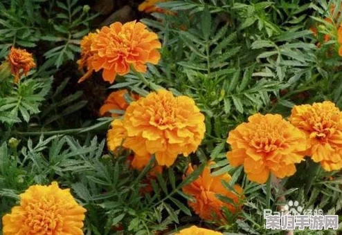 波西亚时光:孔雀菊绝美绽放地点大搜索! 波西亚时光:孔雀菊绝美绽放地点大搜索!