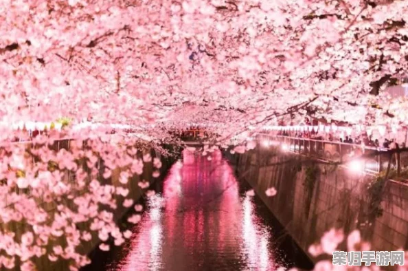 xxww日本：感受樱花季节的浪漫与传统文化的交融之旅