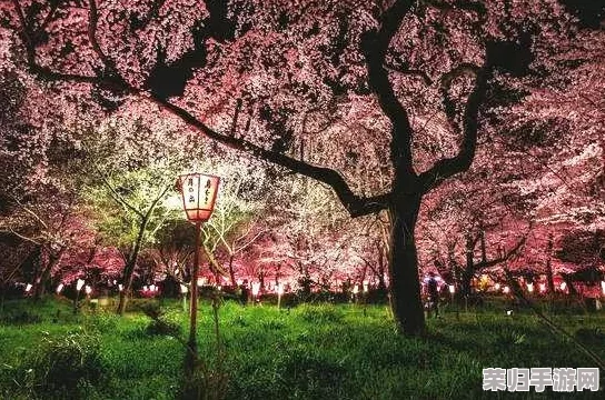 xxww日本：感受樱花季节的浪漫与传统文化的交融之旅