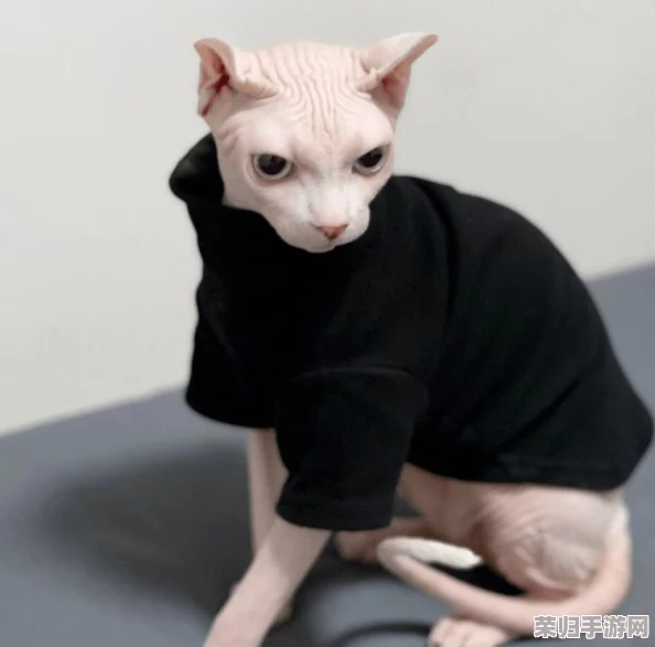 2023年LOL魔法猫咪最新出装攻略,打造超强辅助盛宴! 2023年LOL魔法猫咪最新出装攻略,打造超强辅助盛宴!