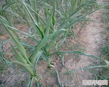 穿越火线关小雨拔萝卜：玩家热议游戏趣味性十足，挑战与乐趣并存，值得一试！