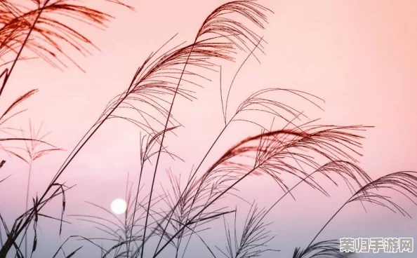 芦苇地里要母亲要说福，网友盛赞：这场景如诗如画，充满了浓厚的乡愁和温暖的母爱。