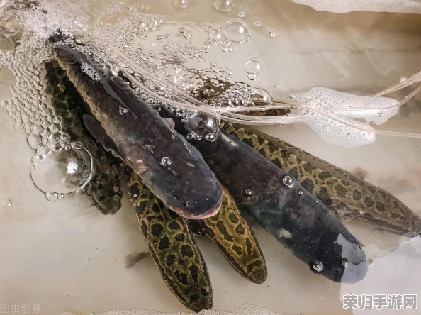辐射4远港探险:哪个结局带来最大收益与惊喜? 辐射4远港探险:哪个结局带来最大收益与惊喜?