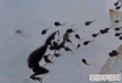 蝌蚪窝一个释放的秘密：探寻背后隐藏的真相