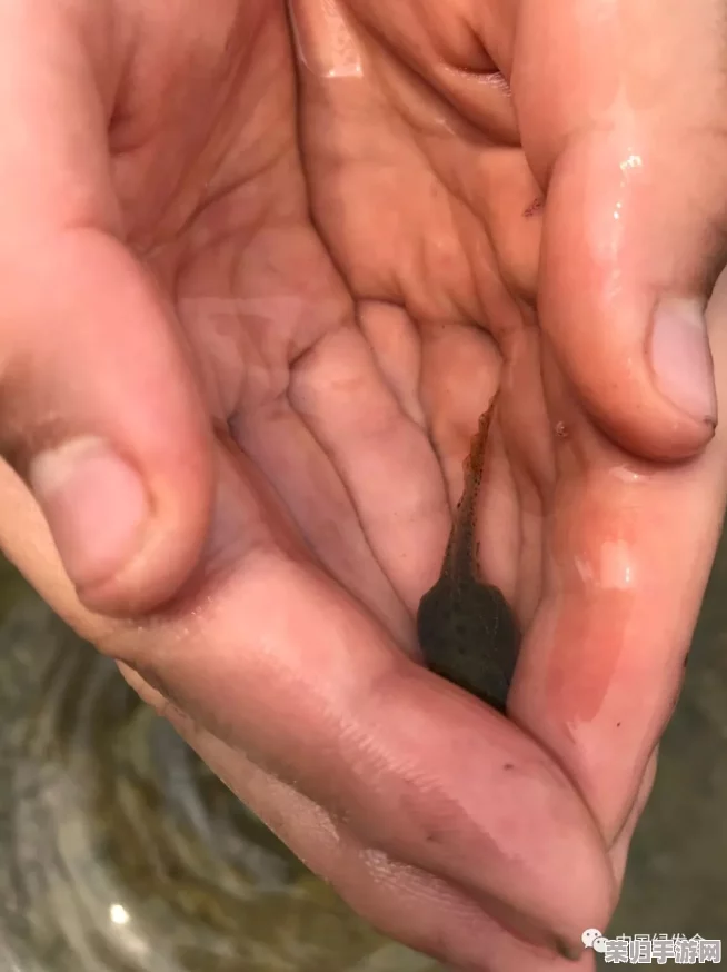 蝌蚪窝一个释放的秘密：探寻背后隐藏的真相
