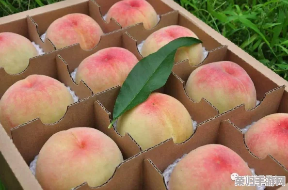 蜜桃产品一二三产区的深度理解与市场潜力分析