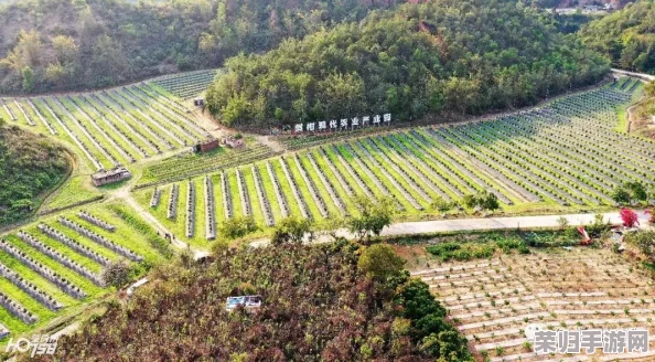 疯狂农场3美国派78：深入理解这款游戏的独特魅力与玩法创新