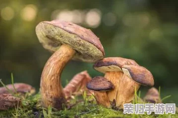 蘑菇黄色视频：探寻大自然中神奇的生命，令人惊叹不已