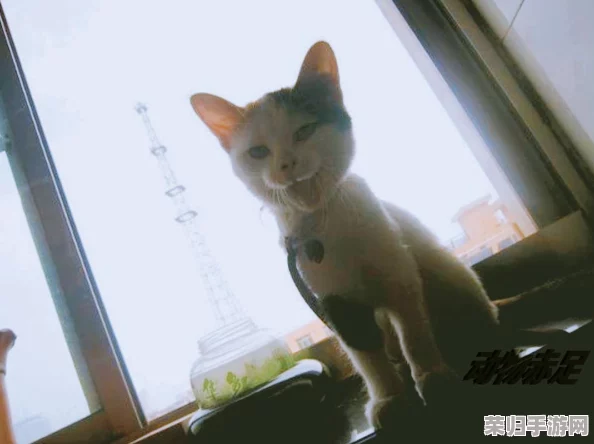 瑟瑟屋：用户评价揭示了它的独特魅力与温馨氛围，深受大家喜爱！