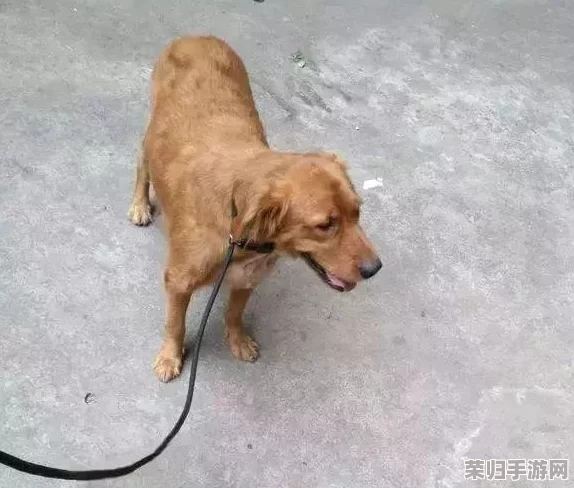 理解张警犬9分10秒头撞玻璃的背后原因与训练过程中的挑战与成就