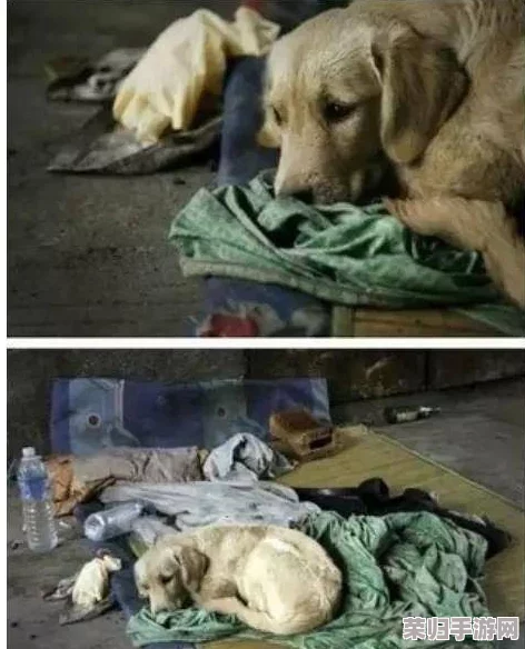 理解张警犬9分10秒头撞玻璃的背后原因与训练过程中的挑战与成就