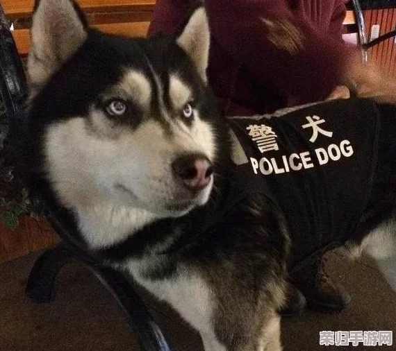 理解张警犬9分10秒头撞玻璃的背后原因与训练过程中的挑战与成就