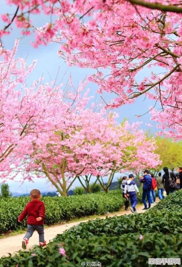 ⅩXXX日本：感受樱花季节的浪漫与传统文化的交融之旅