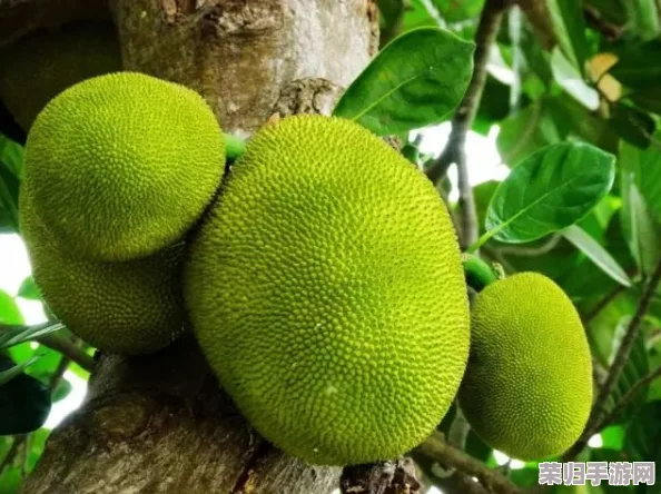 国精产品一二二区视菠萝蜜的优势：网友热评其口感独特、营养丰富，深受消费者喜爱