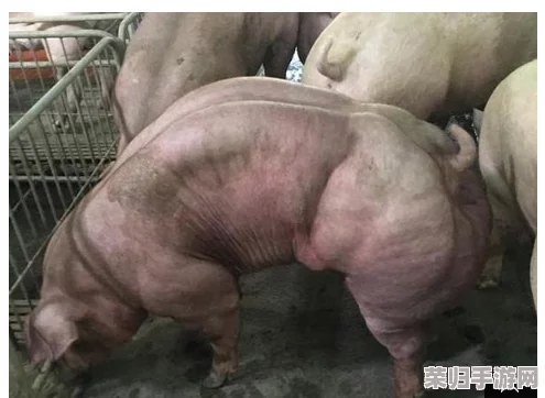 女人与公猪交交：网友热议这一话题，观点各异，真实情况究竟怎样引发关注与讨论