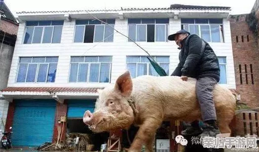 女人与公猪交交:网友热议这一话题,观点各异,真实情况究竟怎样引发关注与讨论 女人与公猪交交:网友热议这一话题,观点各异,真实情况究竟怎样引发关注与讨论