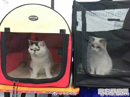 老师的小兔兔可爱又搞笑，学生们纷纷表示求你带我一起回家！