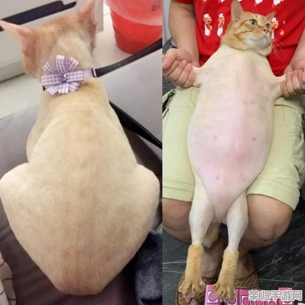 猫咪社区的永久地域网名是什么？网友热议：“这个名字真有趣，感觉猫咪们都活泼可爱！”