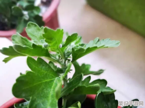 六年级菊花能塞几支棉签？让我们一起理解这个有趣的问题背后的科学原理与思考方式
