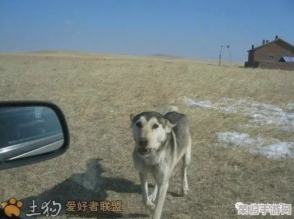 皇上被赐精给狗狗的小说背景，这部作品情节独特，深受读者喜爱，值得一看的新奇体验