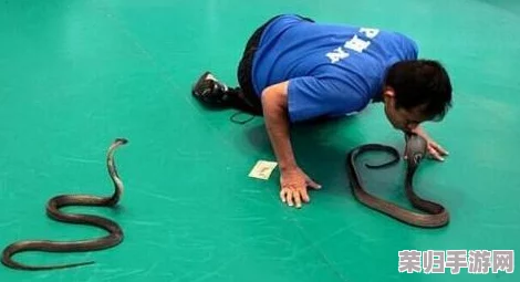 肥婆BBB搡BBBB搡搡搡：从独特视角解析社会现象与文化冲击