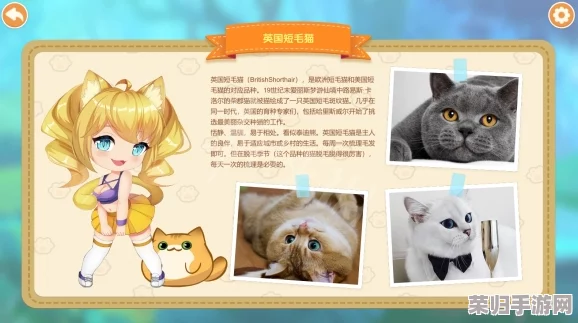 深度猫咪小姐3全攻略秘籍，玩转萌宠世界的必备指南！