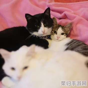 柚子猫yuzukitty的情人节礼物onlyfans，网友纷纷表示：“这个礼物太可爱了，期待更多精彩内容！”