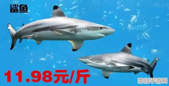 简氏舰队指挥官：海洋霸主的策略与荣耀征程