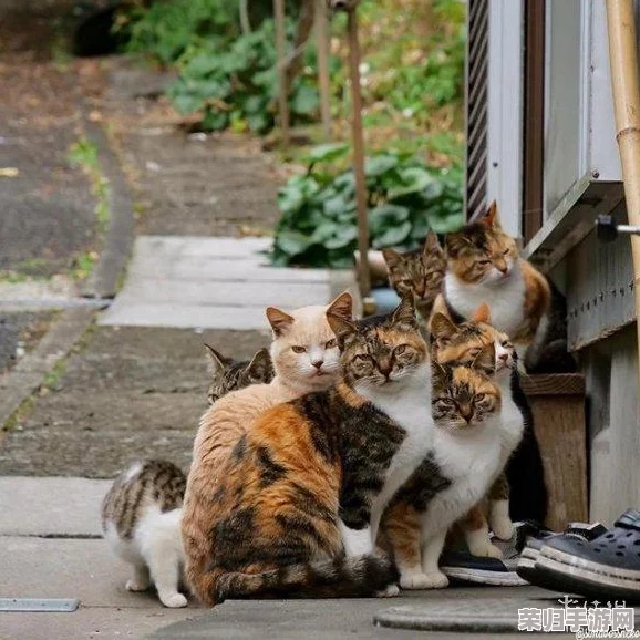 解锁猫咪小姐2全成就攻略：MissNeko 2荣耀奖杯大赏！
