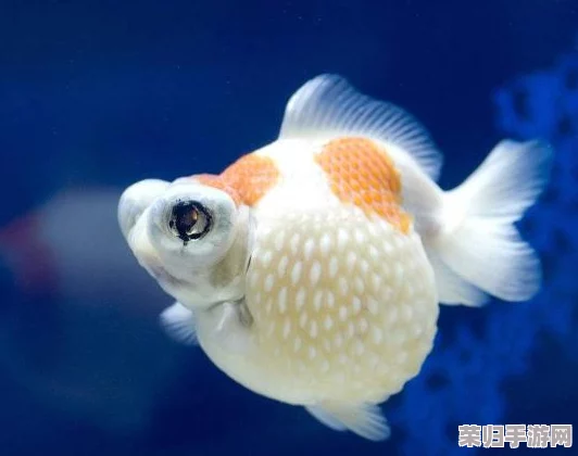 如何获取珍稀明亮珍珠心之鳞片，掌握心鳞宝藏的秘密方法！
