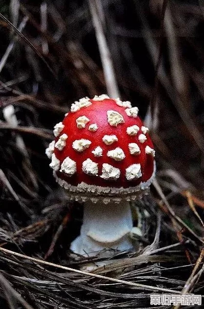 蘑菇moguspace：探索奇幻菌类世界的神秘之旅