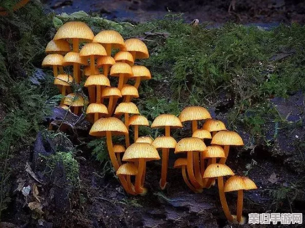 蘑菇moguspace：探索奇幻菌类世界的神秘之旅