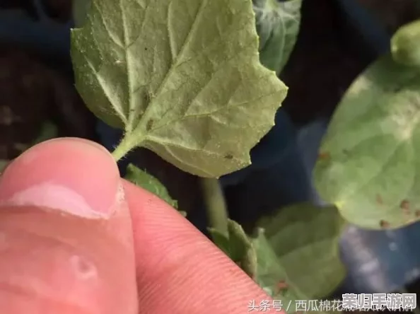 群体轮换：理解在团队合作中如何通过角色的交替与变动提升整体效率与创新能力的重要性