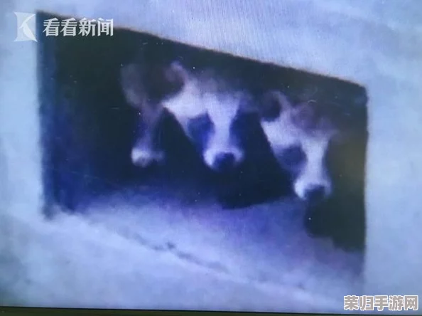 胡桃和丘丘人繁殖后代：探讨他们的生态适应与文化交融对新生代的影响