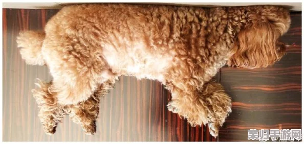 二人生猴子全程不盖被子李佳琦：揭秘睡姿对健康的影响