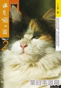 遇见你的猫：精致物品布局与高效玩法指南，打造梦幻猫咪小窝全攻略