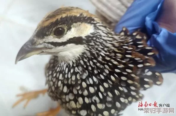 狩猎时刻策略指南：揭秘顶尖职业选择，打造你的专属猎杀传奇