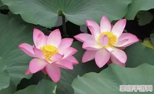 荷花1777. tⅴ：网友热议这部作品的独特魅力与深刻内涵，令人期待更多精彩内容！